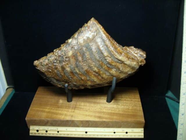 Fossilized Mammoth Molar (071123g) - Image 3