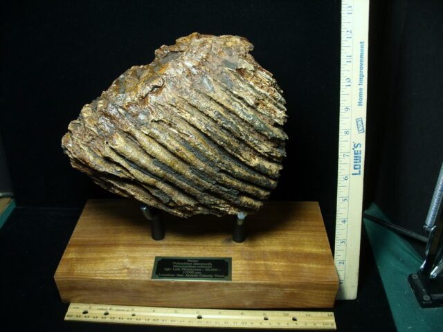 Fossilized Mammoth Molar (071123h)