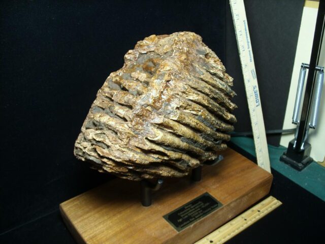 Fossilized Mammoth Molar (071123h) - Image 2