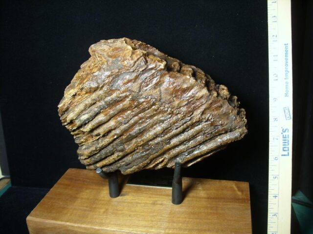 Fossilized Mammoth Molar (071123h) - Image 3