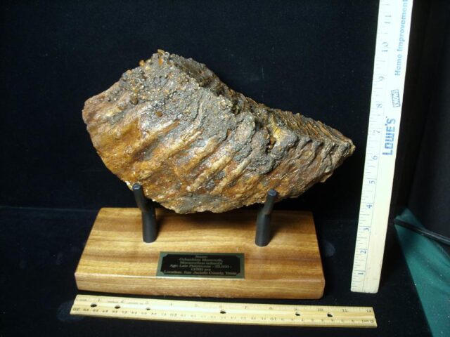 Fossilized Mammoth Molar (071123j)