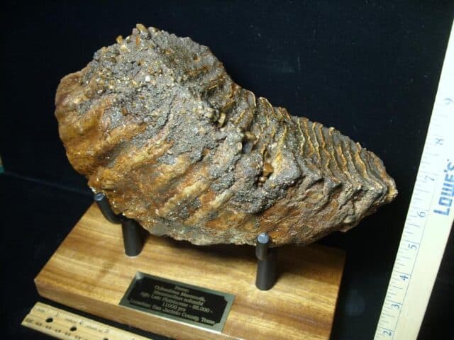 Fossilized Mammoth Molar (071123j) - Image 2