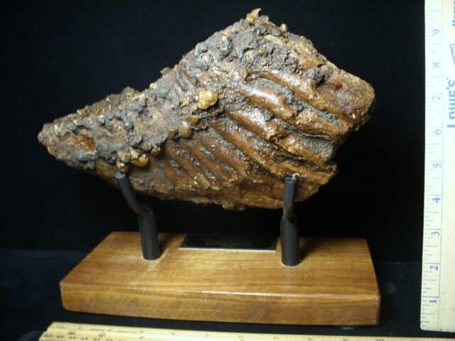Fossilized Mammoth Molar (071123j) - Image 3