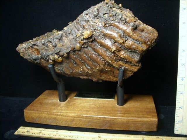 Fossilized Mammoth Molar (071123j) - Image 4