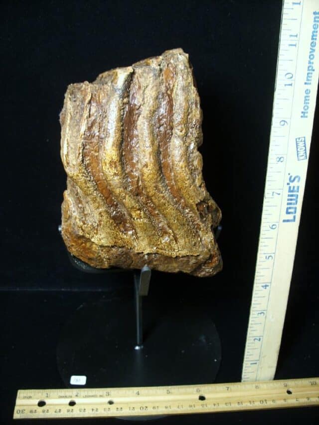 Fossilized Mammoth Molar (072423a)