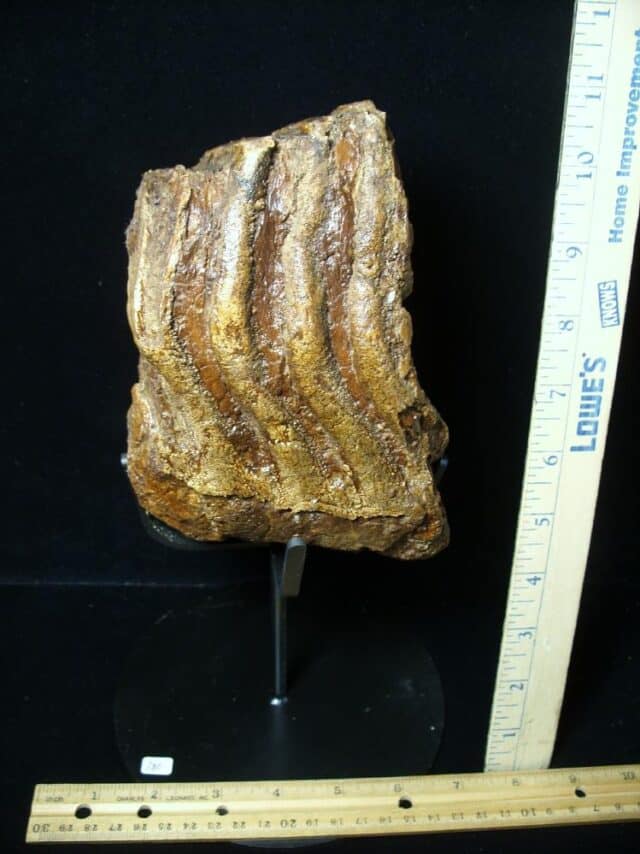 Fossilized Mammoth Molar (072423a) - Image 2