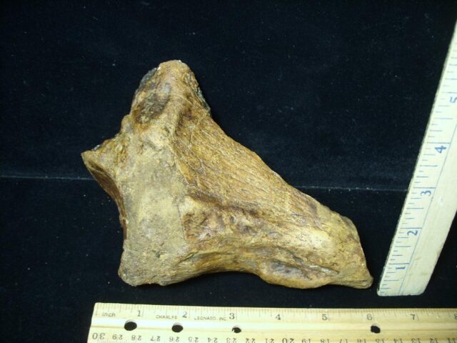 Giant Ground Sloth Bone (072423d)