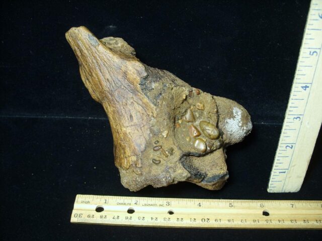 Giant Ground Sloth Bone (072423d) - Image 3