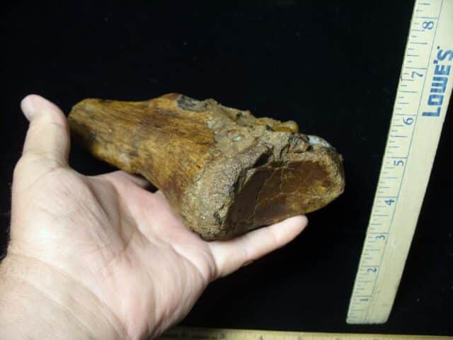 Giant Ground Sloth Bone (072423d) - Image 4