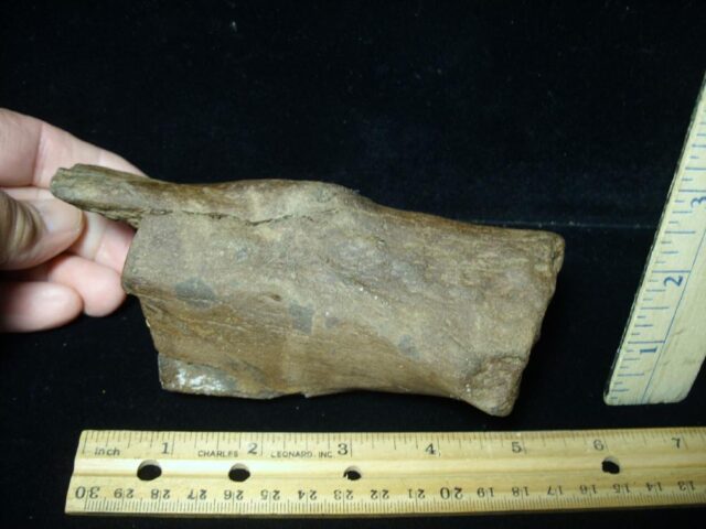 Giant Ground Sloth Bone (072423e)