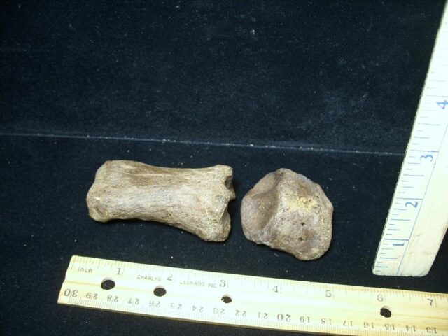 Early Horse "Equus" Fossil  (072423g)