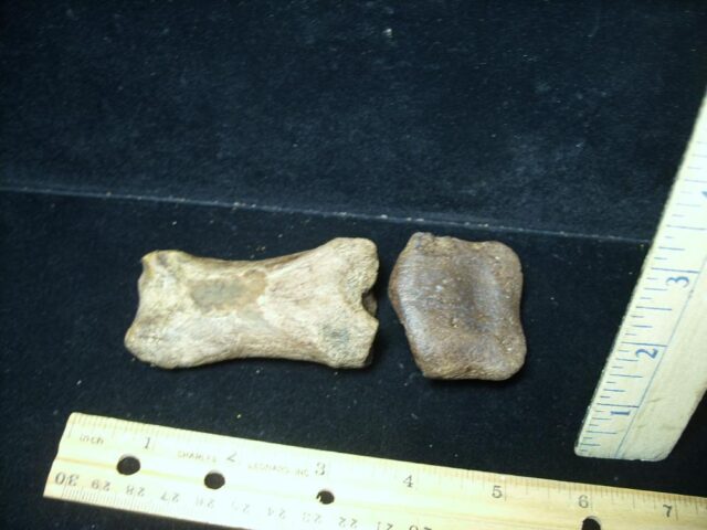 Early Horse "Equus" Fossil  (072423g) - Image 2