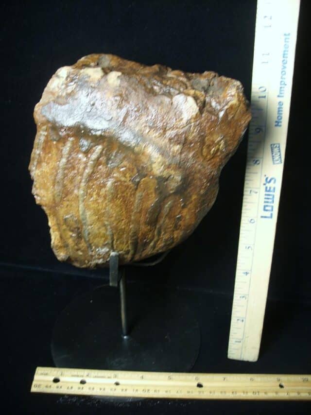Fossilized Mammoth Molar (072423b) - Image 2