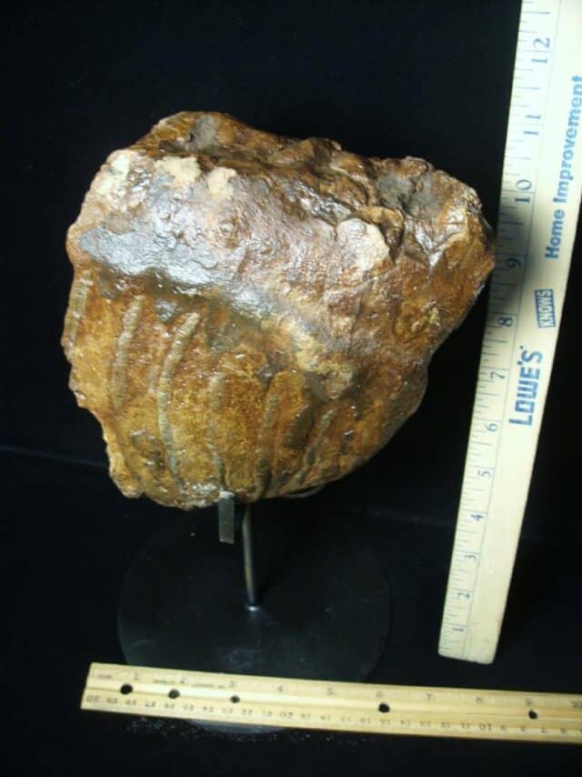 Fossilized Mammoth Molar (072423b)