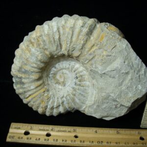 Large Natural Ammonite (072423k)