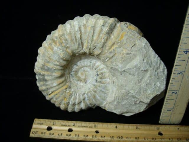 Large Natural Ammonite (072423k)