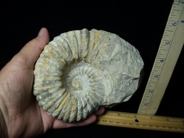 Large Natural Ammonite (072423k) - Image 2