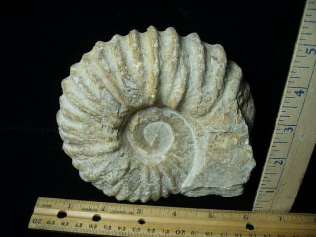 Large Natural Ammonite (072423m)