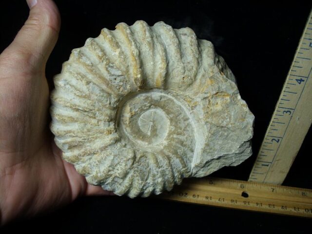 Large Natural Ammonite (072423m) - Image 2