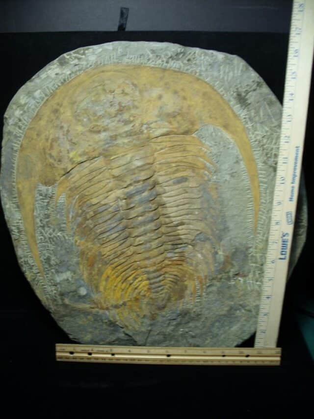 "Large" Fossilized Trilobite - Paradoxidies (072823b) - Image 5
