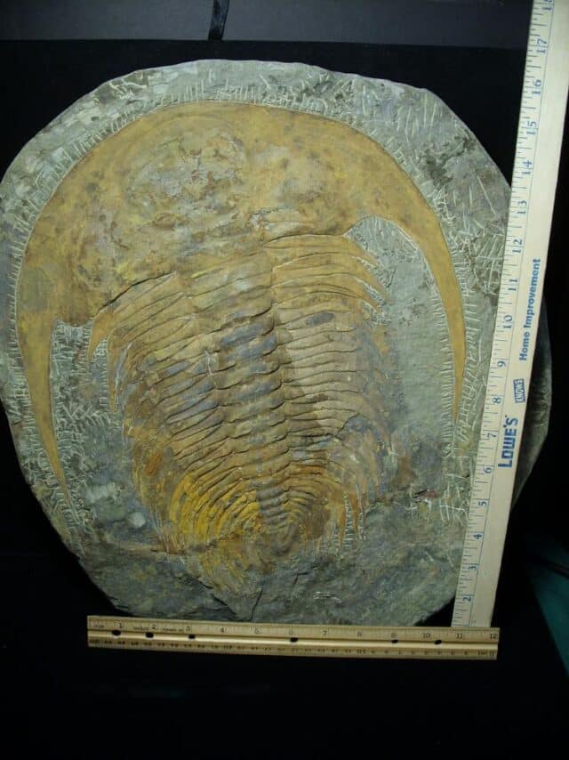 "Large" Fossilized Trilobite - Paradoxidies (072823b)