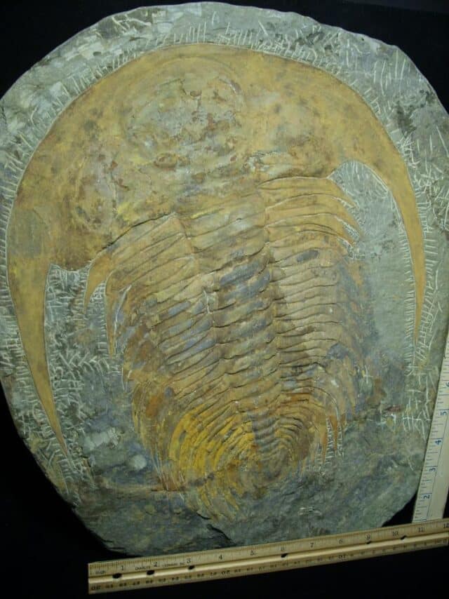"Large" Fossilized Trilobite - Paradoxidies (072823b) - Image 2