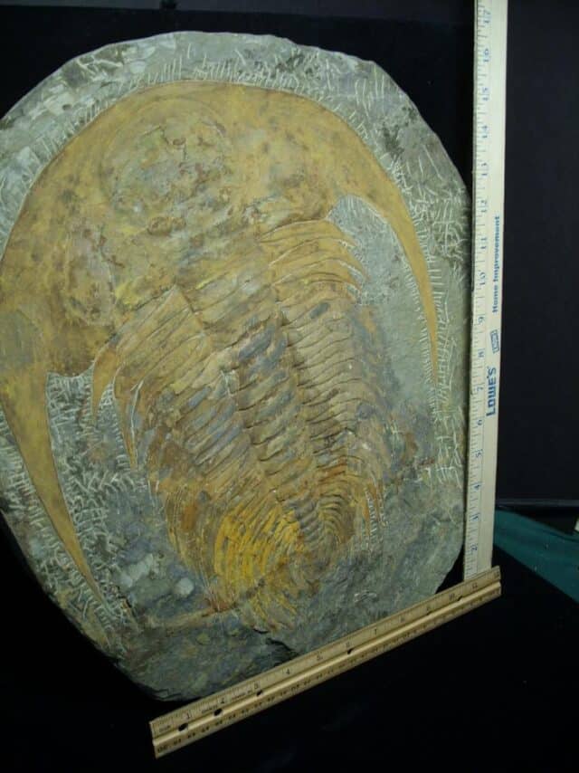"Large" Fossilized Trilobite - Paradoxidies (072823b) - Image 3