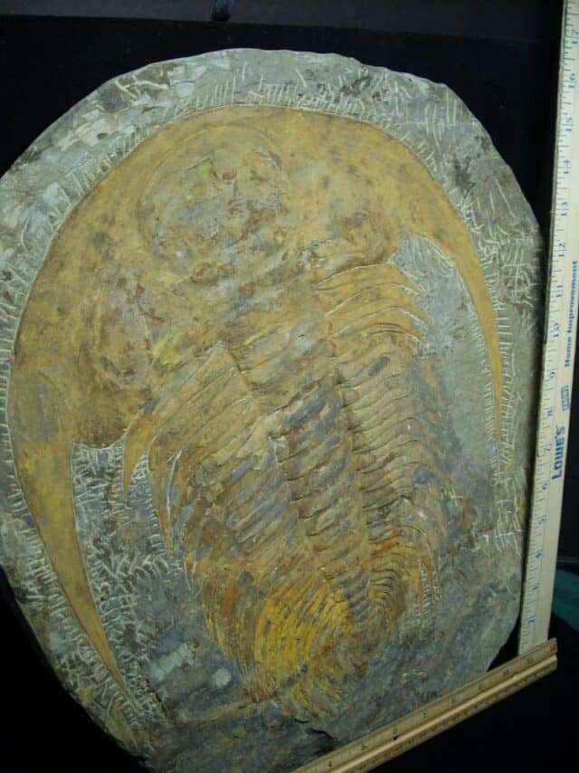 "Large" Fossilized Trilobite - Paradoxidies (072823b) - Image 4