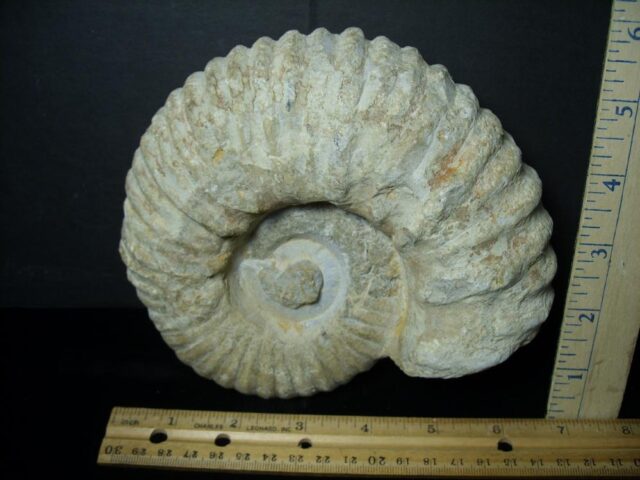 Large Natural Ammonite (072823a)