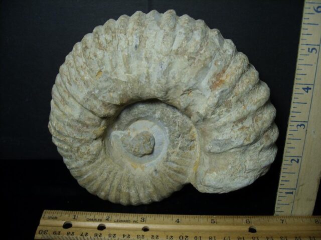 Large Natural Ammonite (072823a) - Image 2