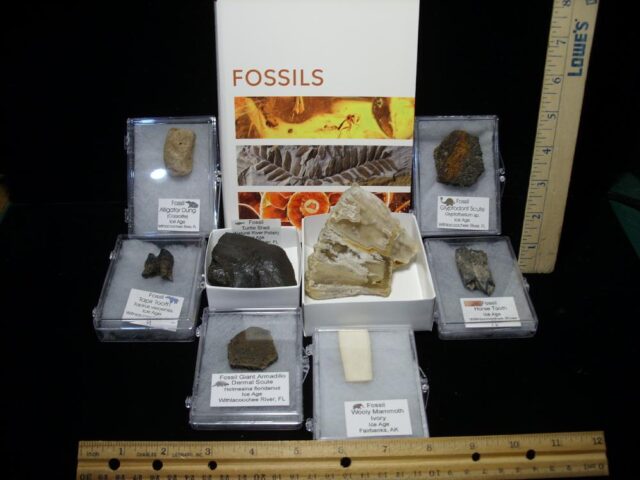Small Ice Age Fossil Kit 072923a) - Image 2