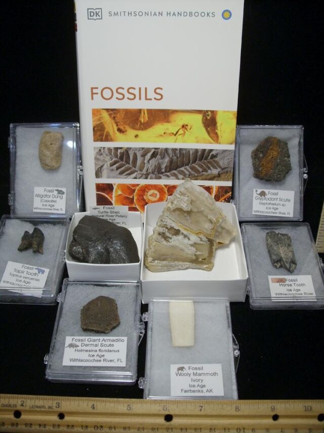Small Ice Age Fossil Kit 072923a) - Image 3