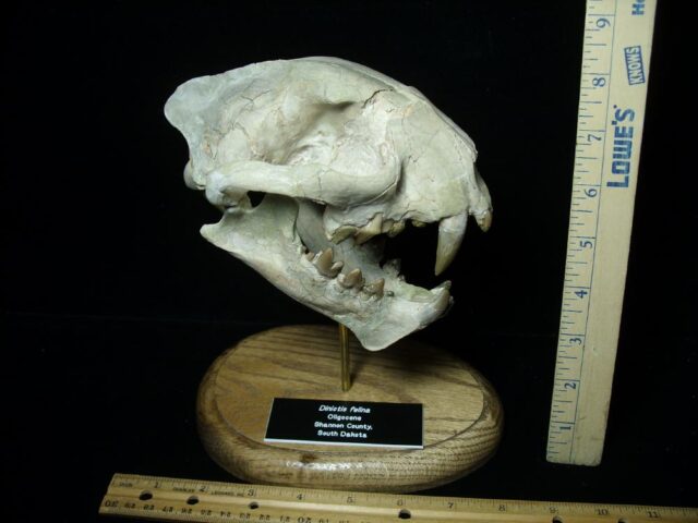Dinictus Saber Tooth Cat Skull  (071123m)...ON HOLD
