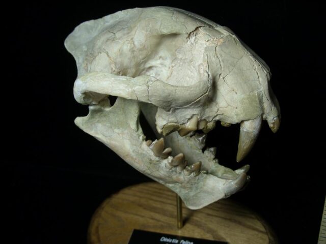 Dinictus Saber Tooth Cat Skull  (071123m)...ON HOLD - Image 2