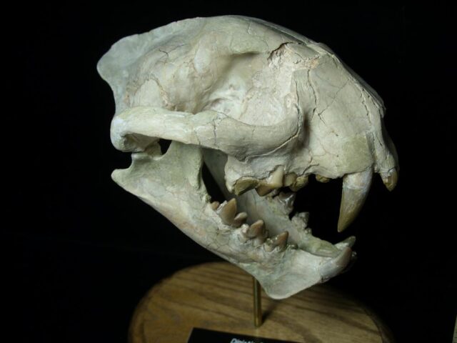 Dinictus Saber Tooth Cat Skull  (071123m)...ON HOLD - Image 3