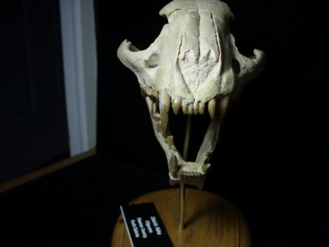 Dinictus Saber Tooth Cat Skull  (071123m)...ON HOLD - Image 4