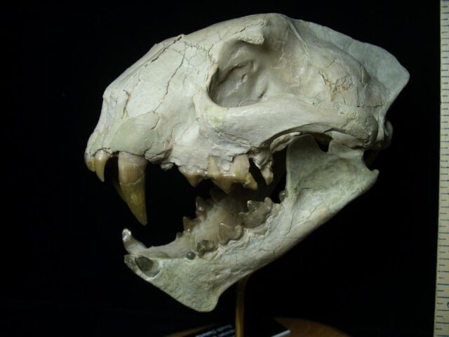 Dinictus Saber Tooth Cat Skull  (071123m)...ON HOLD - Image 5