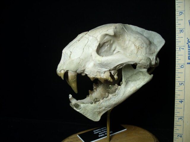 Dinictus Saber Tooth Cat Skull  (071123m)...ON HOLD - Image 6