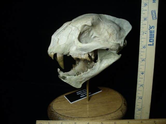 Dinictus Saber Tooth Cat Skull  (071123m)...ON HOLD - Image 7