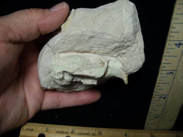 Upper Fossil Beaver Skull (072823bc)