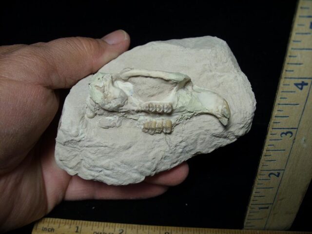 Upper Fossil Beaver Skull (072823bc) - Image 2