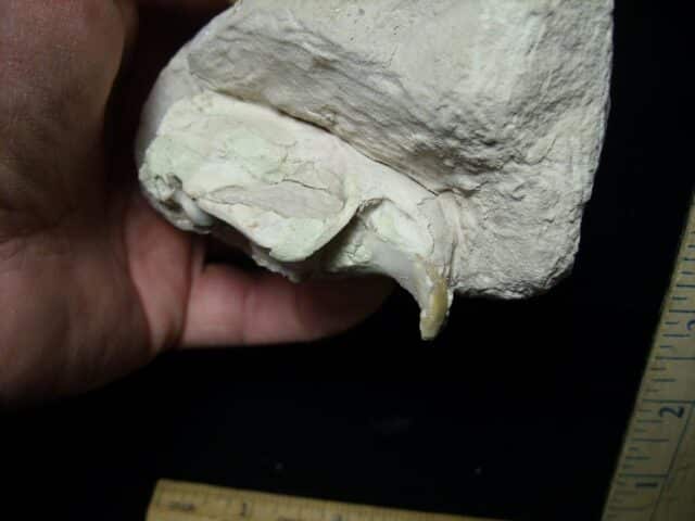 Upper Fossil Beaver Skull (072823bc) - Image 3