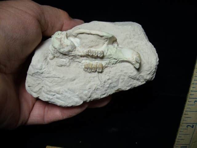 Upper Fossil Beaver Skull (072823bc) - Image 4