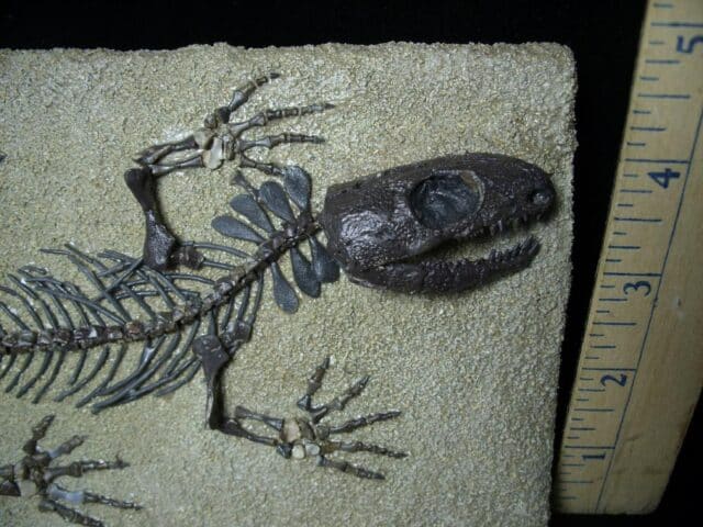 Captorhinus Permian Reptile Skeleton (073023a) - Image 2