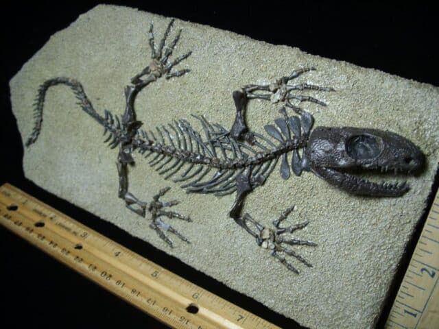 Captorhinus Permian Reptile Skeleton (073023a) - Image 3