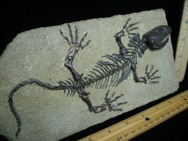 Captorhinus Permian Reptile Skeleton (073023a) - Image 4