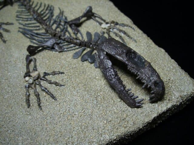 Captorhinus Permian Reptile Skeleton (073023a) - Image 5