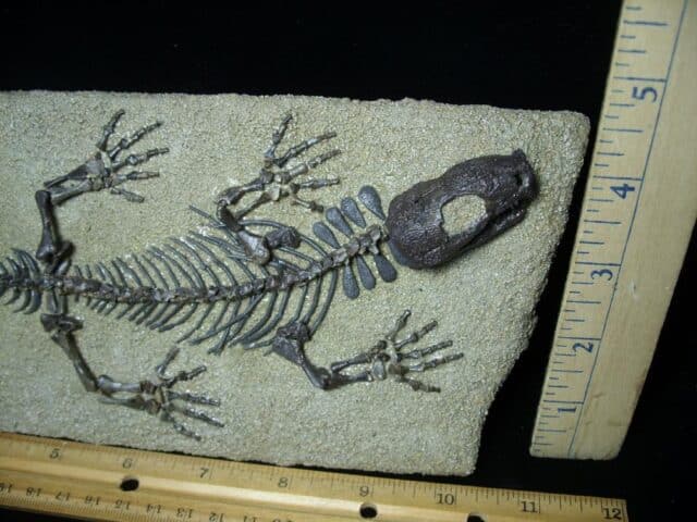Captorhinus Permian Reptile Skeleton (073023b) - Image 2