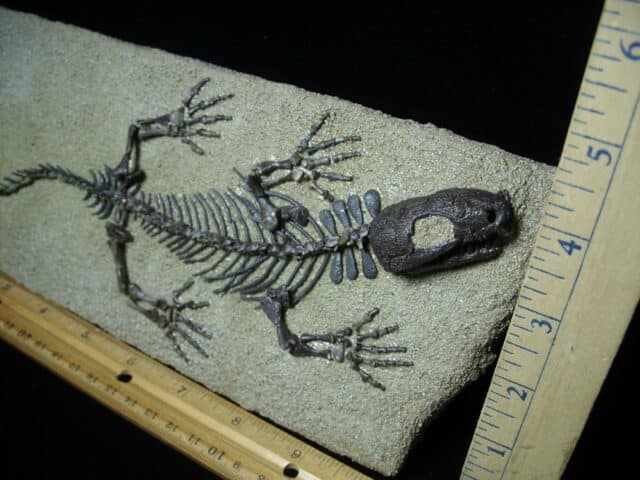 Captorhinus Permian Reptile Skeleton (073023b) - Image 3