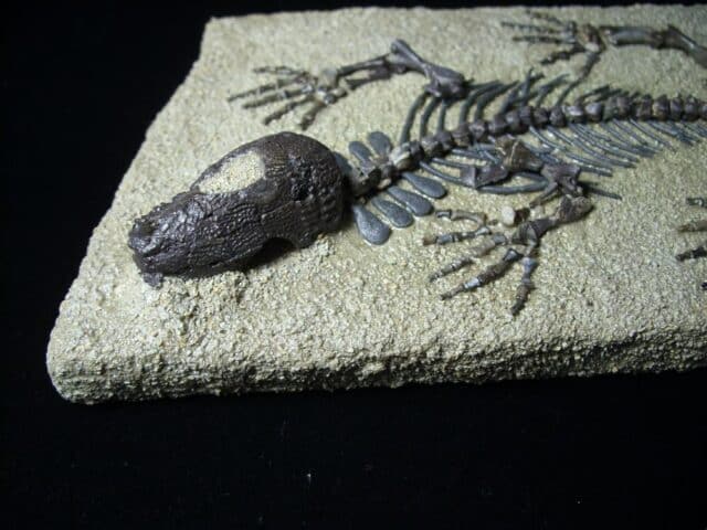 Captorhinus Permian Reptile Skeleton (073023b) - Image 5